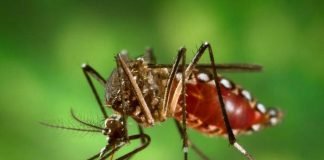 Seconci-SP traz dicas para evitar a proliferação da dengue