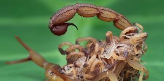 Escorpiões são mais comuns no período de verão; especialistas recomendam cuidados