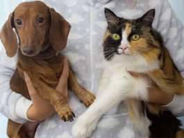 Com linguagem simplificada, novo site orienta tutores de cães e gatos