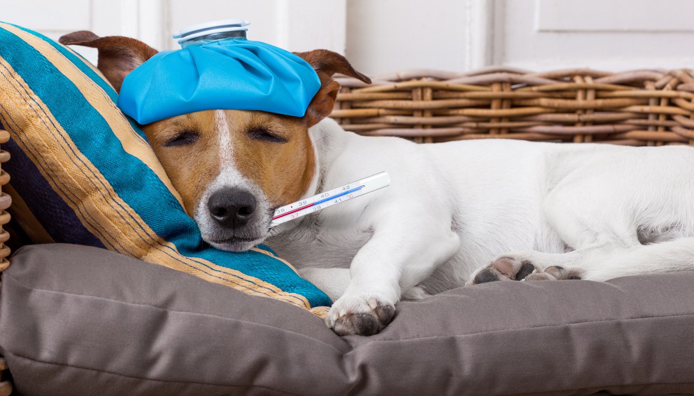 Com sintomas semelhantes aos da gripe humana, a doença comum nos cães se torna mais frequente com a chegada das estações mais frias