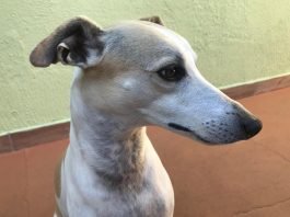 Entenda os riscos à saúde trazidos por pulgas e carrapatos