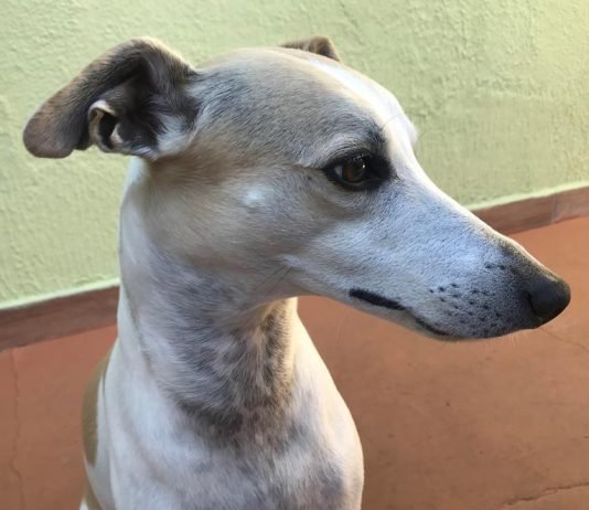 Entenda os riscos à saúde trazidos por pulgas e carrapatos