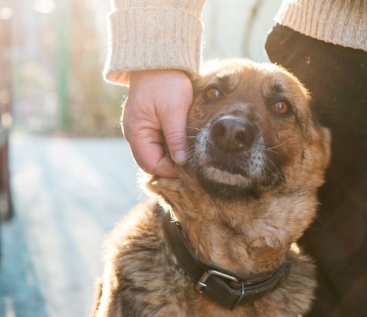 Esfriou: momento de pensar nas pessoas e nos animais de rua