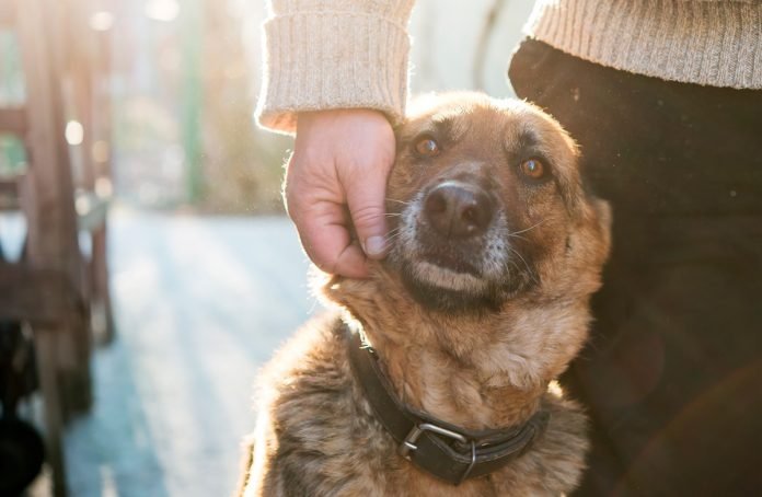 Esfriou: momento de pensar nas pessoas e nos animais de rua