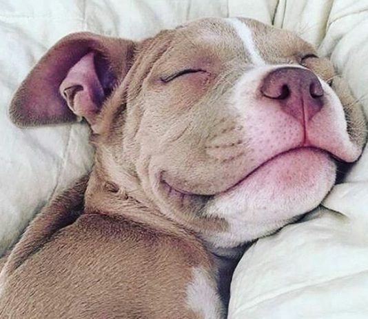 Justiça de São Paulo concede direito para dono visitar seu cachorro, após fim de união estável