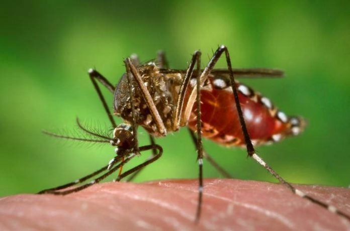 Seconci-SP traz dicas para evitar a proliferação da dengue