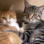 Dia-do-Gato