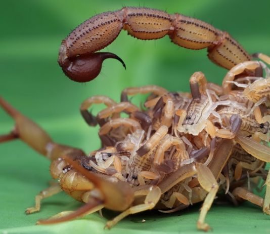 Escorpiões são mais comuns no período de verão; especialistas recomendam cuidados