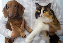 Com linguagem simplificada, novo site orienta tutores de cães e gatos