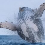 São Sebastião apresenta inovação com óculos de realidade virtual para avistamento de baleias