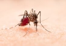Mosquito Aedes aegypti, agente transmissor da dengue / Foto: jcomp/ freepik