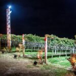 Vinícola Góes realiza evento de colheita de uvas sob 'a luz do luar' - Divulgação