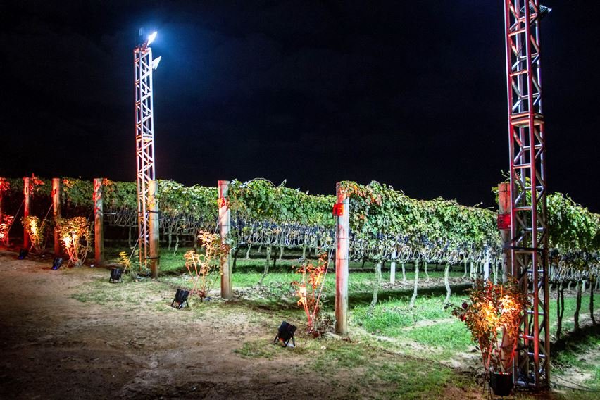 Vinícola Góes realiza evento de colheita de uvas sob 'a luz do luar' - Divulgação