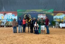 Exposição de Cavalos Árabes movimenta Tatuí (SP) com entrada grátis e atrações diversas