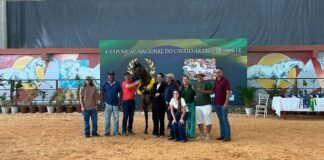 Exposição de Cavalos Árabes movimenta Tatuí (SP) com entrada grátis e atrações diversas