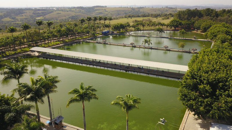 Parque Maeda reabre com colheita de jabuticabas após sediar o Tomorrowland Brasil - Divulgação