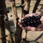 Parque Maeda reabre com colheita de jabuticabas após sediar o Tomorrowland Brasil - Divulgação