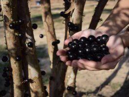 Parque Maeda reabre com colheita de jabuticabas após sediar o Tomorrowland Brasil - Divulgação