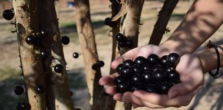 Parque Maeda reabre com colheita de jabuticabas após sediar o Tomorrowland Brasil - Divulgação