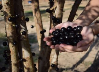 Parque Maeda reabre com colheita de jabuticabas após sediar o Tomorrowland Brasil - Divulgação
