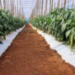 Itapetininga sedia encontro sobre hortaliças com mais de 20 variedades e foco em cultivo regional Itapetininga sedia encontro sobre hortaliças com mais de 20 variedades e foco em cultivo regional - Divulgação