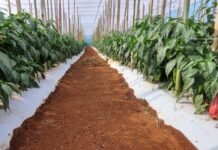 Itapetininga sedia encontro sobre hortaliças com mais de 20 variedades e foco em cultivo regional - Divulgação