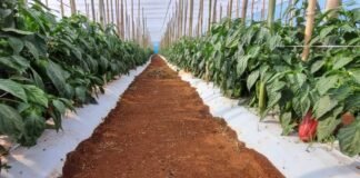 Itapetininga sedia encontro sobre hortaliças com mais de 20 variedades e foco em cultivo regional - Divulgação