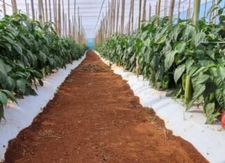 Itapetininga sedia encontro sobre hortaliças com mais de 20 variedades e foco em cultivo regional Itapetininga sedia encontro sobre hortaliças com mais de 20 variedades e foco em cultivo regional - Divulgação