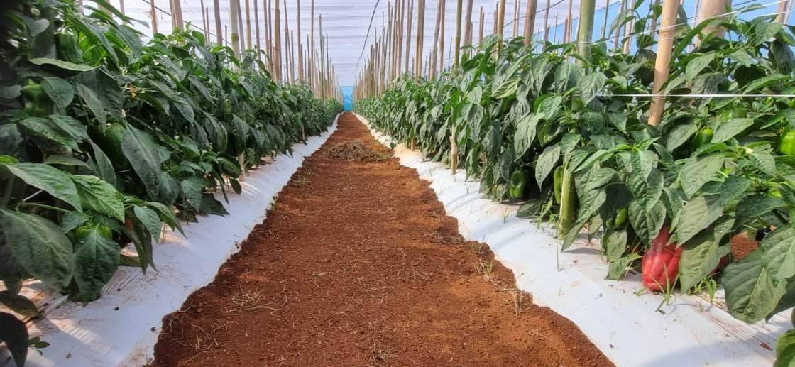 Itapetininga sedia encontro sobre hortaliças com mais de 20 variedades e foco em cultivo regional - Divulgação