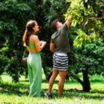 Temporada de colheita de lichias começa no Parque Maeda, em Itu