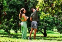 Temporada de colheita de lichias começa no Parque Maeda, em Itu