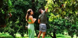 Temporada de colheita de lichias começa no Parque Maeda, em Itu