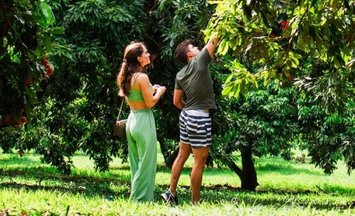 Temporada de colheita de lichias começa no Parque Maeda, em Itu
