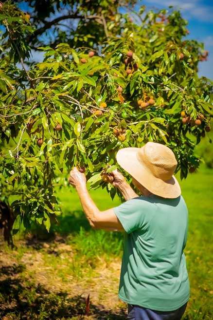 Temporada de colheita de lichia no Parque Maeda termina neste domingo, 25 - Divulgação