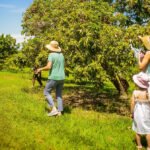 Temporada de colheita de lichia no Parque Maeda termina neste domingo - Divulgação