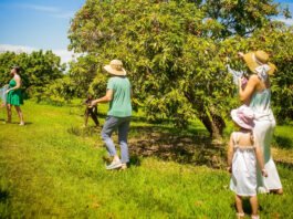 Temporada de colheita de lichia no Parque Maeda termina neste domingo - Divulgação