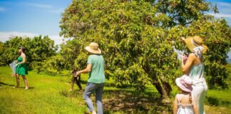 Temporada de colheita de lichia no Parque Maeda termina neste domingo - Divulgação