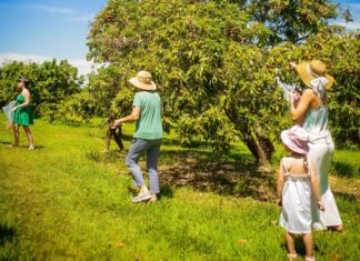 Temporada de colheita de lichia no Parque Maeda termina neste domingo, 25 Temporada de colheita de lichia no Parque Maeda termina neste domingo - Divulgação