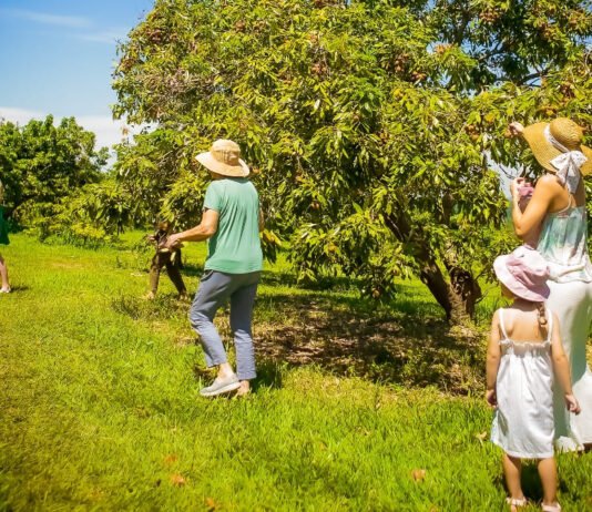 Temporada de colheita de lichia no Parque Maeda termina neste domingo - Divulgação