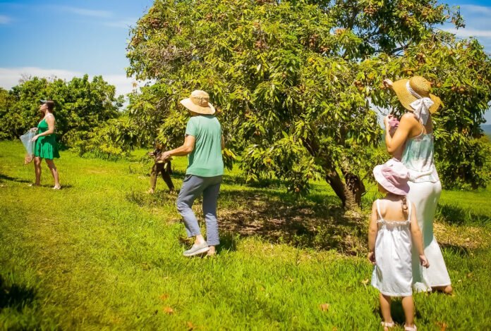 Temporada de colheita de lichia no Parque Maeda termina neste domingo - Divulgação