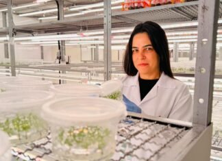 Mulheres lideram pesquisas em biotecnologia florestal da Suzano em Itapetininga, diz empresa