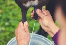 Projeto busca selo do INPI para valorizar leite de búfala da região de Sarapuí