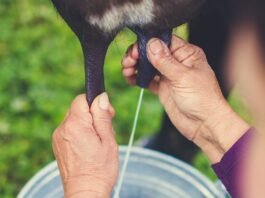 Projeto busca selo do INPI para valorizar leite de búfala da região de Sarapuí