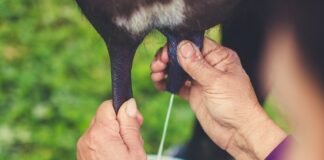 Projeto busca selo do INPI para valorizar leite de búfala da região de Sarapuí