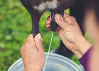 Projeto busca selo do INPI para valorizar leite de búfala da região de Sarapuí Projeto busca selo do INPI para valorizar leite de búfala da região de Sarapuí