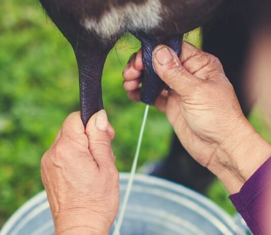 Projeto busca selo do INPI para valorizar leite de búfala da região de Sarapuí