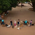 Mutirão de castração gratuito para cães e gatos em Itapetininga abre 1600 vagas - llutração/ Olá Itapetininga