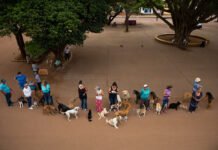Mutirão de castração gratuito para cães e gatos em Itapetininga abre 1600 vagas - llutração/ Olá Itapetininga