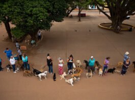 Mutirão de castração gratuito para cães e gatos em Itapetininga abre 1600 vagas - llutração/ Olá Itapetininga