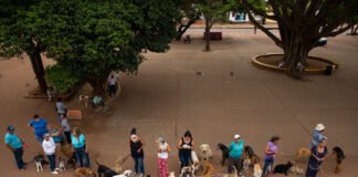 Mutirão de castração gratuito para cães e gatos em Itapetininga abre 1600 vagas - llutração/ Olá Itapetininga